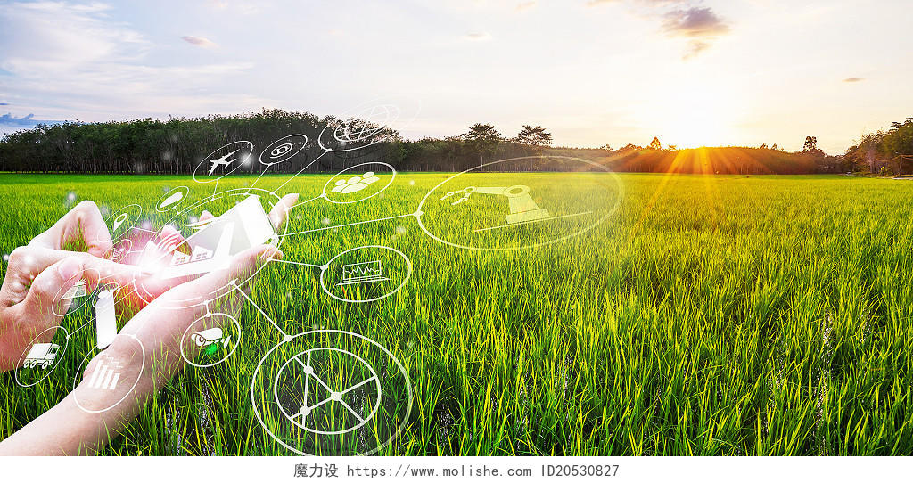 绿色农业发展水稻农田自动化手机人物操作科技产品点击背景